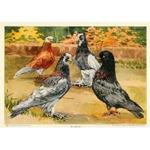  1926 Print Animals Muffed Clean legged Pigeons Hashime 