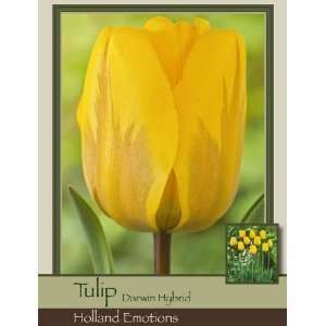  Holland Emotions   Pack of 25 Tulip Bulbs Patio, Lawn 