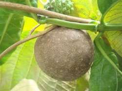 Bulb of DIOSCOREA BULBIFERA Air Potato Yam Plant + Phytosanitary 