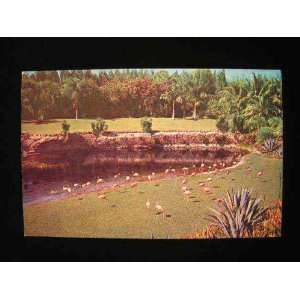  Flamingos, Parrot Jungle, Miami, Florida 1960s Postcard 