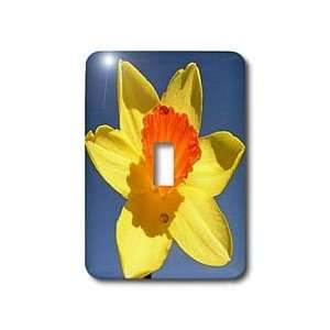 Taiche   Photography   Daffodil   Daffodil   daffodilflowers, jonquils 