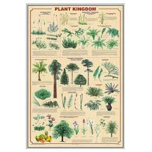  Plant Kingdom Framed Print   Quality Silver Metal Frame 24 
