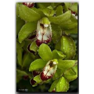  Linda Shier Wet Orchids 8 x 10 Glossy Print