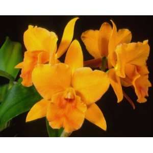   Orchidglade FCC/AOS x Blc Carolina Orange DOr Lenette AM/AOS