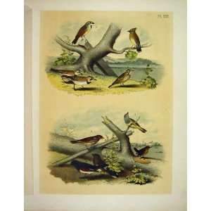  Cedar, Bunting, Lark, Warbler Birds Of America 1878