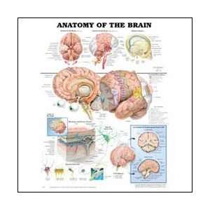 Anatomy of the Brain Anatomical Chart Unmounted 9921PU  