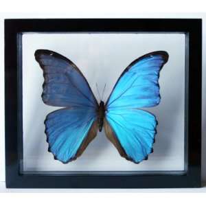  Real Blue Morpho Butterfly Framed and Mounted in Black 