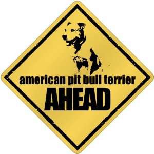  New  American Pit Bull Terrier Bites Ahead   Crossing 