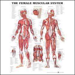 Female Muscular Chart Laminated 20 x 26  