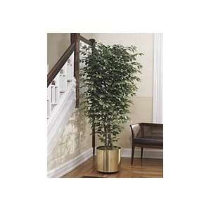  Silk Ficus Bush   6.5ft