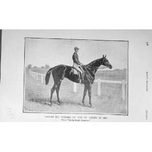   1905 Antique Portrait Caller Ou St Leger Horse Racing