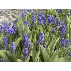  Muscari Armeniacum 10 up cm. 1000 pack Patio, Lawn 