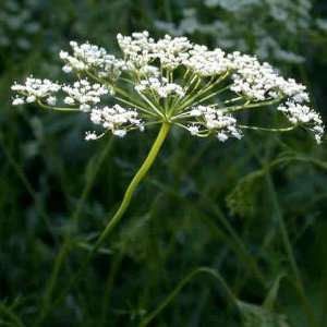  200 Seeds, Anise Herb (Pimpinella anisum) Seeds By Seed 