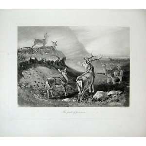  1906 Millais Deer Stag Country Nature Mammals Animals 