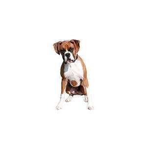 Boxer Reusable Double Sided Window Sticker