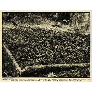  1931 Print Tobacco Crop Agriculture Farm Plant Field Soil 