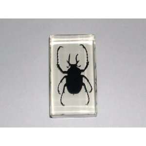    Real Insect Paperweight   Unicorn Beetle (ST3227)