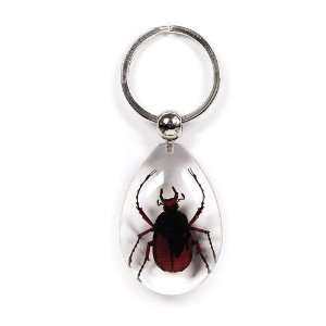   Key Chain Tear Drop Shape Clear Antler Horned Beetle