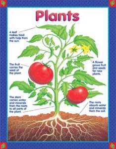 PLANTS PARTS Chart Poster Science Classroom Teacher NEW  