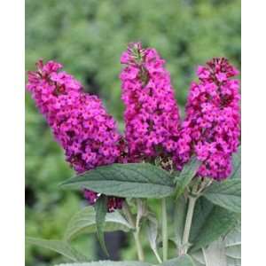  BUTTERFLY BUSH MISS RUBY / 1 gallon Potted Patio, Lawn 