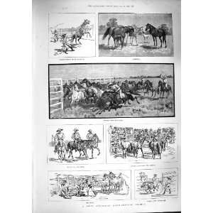   1887 AUSTRALIA HORSE BREEDING STATION BRANDING BUYERS
