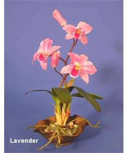 Mini cattelya Silk Orchid Plant  