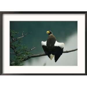 Rear View of a Stellers Sea Eagle Perched on the Branch of a Tree 