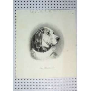  C1864 Portrait Dogs Head Bloodhound Antique Print