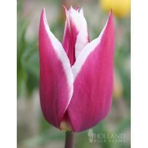  5 tulip claudia bulb from holland fall planting ready to plant 