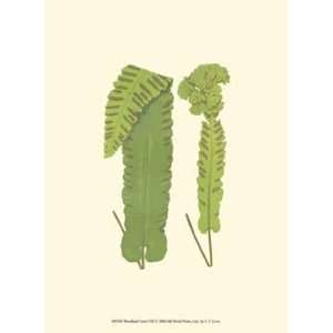  Woodland Ferns VIII by E.J. Lowe 10x13