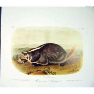  Badger Quadruped Audubon Color Old Print Antique Art
