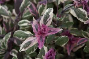 Tricolor Salvia ( salvia Officinalis) 1 Plant.  