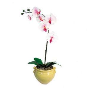   Orchid in Ash Fiberglass Pot, 16 Overall Height