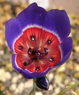   16 cm high leaves narrow and conspicuously ribbed flowers deep