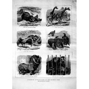   1871 ZOO REGENTS PARK ANIMALS ELEPHANT RHINOCEROS BEAR