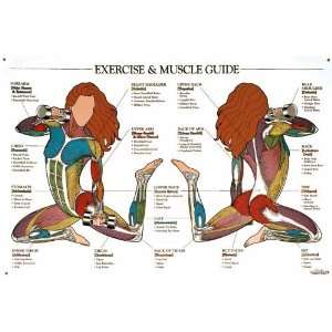  Exercise & Muscle Guide Chart (Female) Industrial 