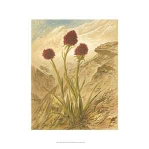Alpine Florals IV by Vision studio 13x19 