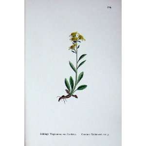  Sowerby Plants C1902 Common Golden Rod Cambrica