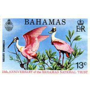 Bahamas 15th Anniversary Roseate Spoonbills Print 