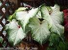 25 GRADE #1 WHITE WING CALADIUM BULBS   OUR BULBS ARE THE FRESHEST ON 