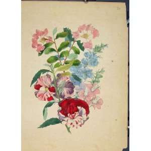  Flora Fauna Flower Colour Old Print Fine Art 1855