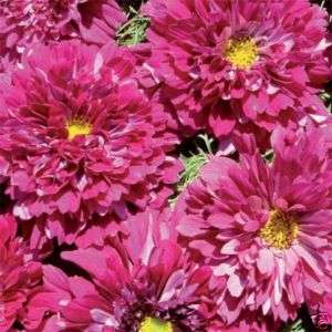 Cosmos Double Click CRANBERRIES 25 Flower Seeds ~NEW~  