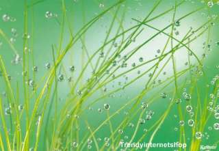 große Fototapete Gras grün Aqua 8 889 Tau Gräser Komar  