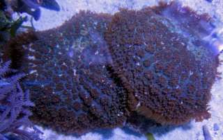 WYSIWYG Hairy Mushroom Coral  