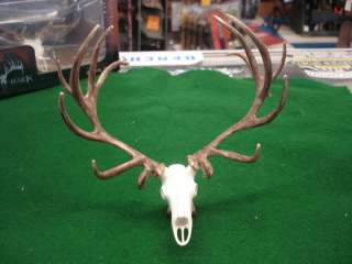 Big Rack Elk Skull & Rack Ornament BRAND NEW  