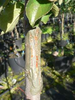 Aktion Burlat, frühe Süßkirsche Buschbaum, ca. 120 150 cm mit 