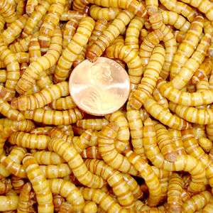 500ct Live Giant Mealworms for Reptile Bird Fish Food    