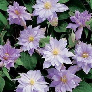 Clematis Belle De Woking Dormant Plant (Pack of 1) 70337 at The Home 