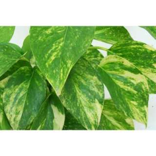 Delray Plants 8 In. Golden Pothos HB in Plastic Pot 8POTHB at The Home 