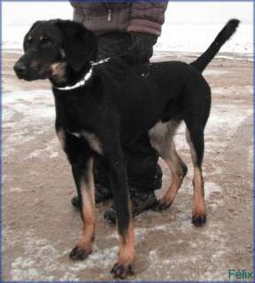 Felix, ein lebhafter, anhänglicher Hundebub, Setter Bracke Mix in 